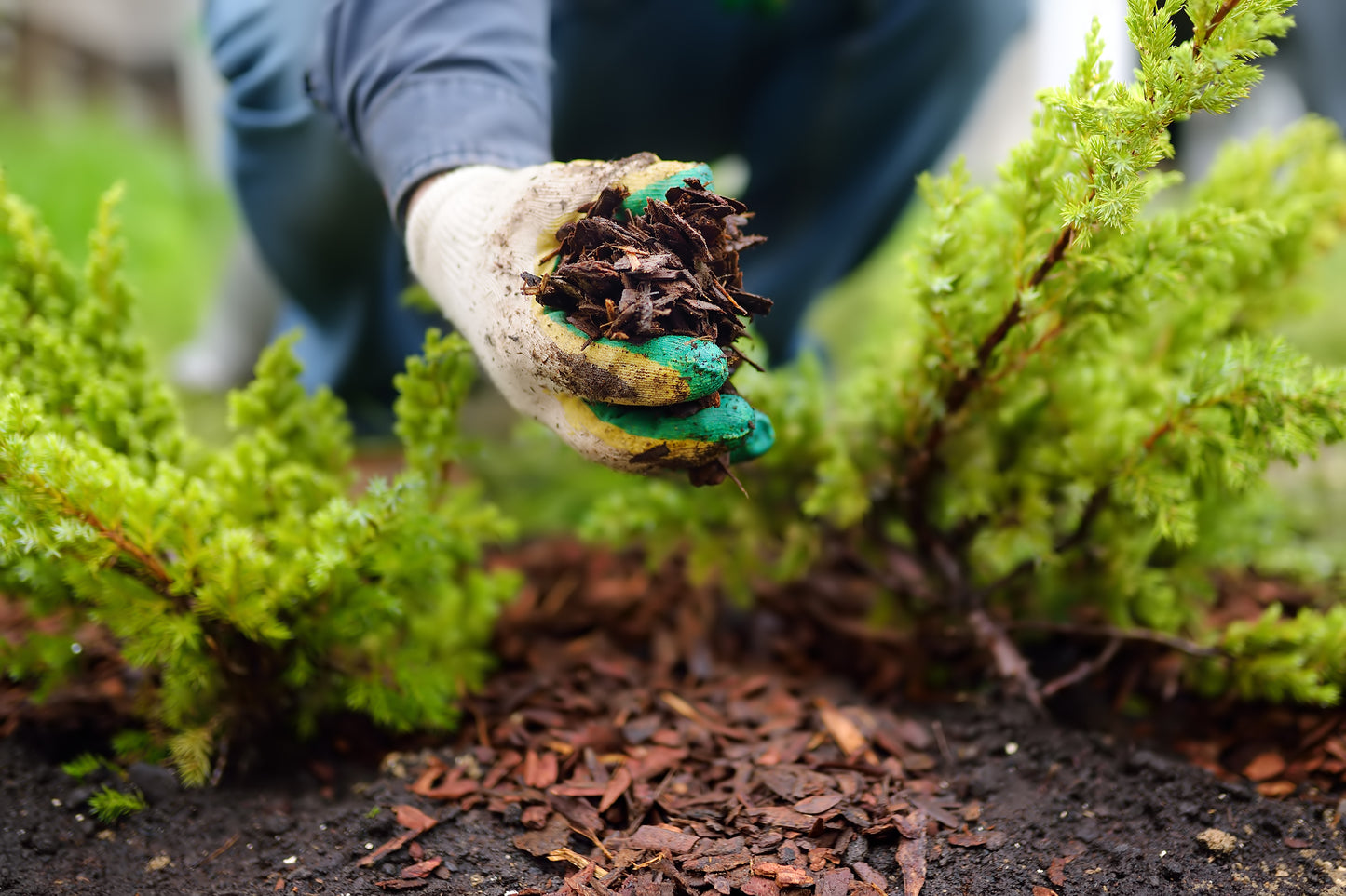 Mulching